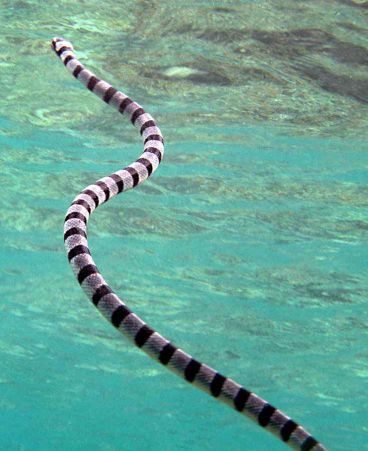 Dubois' ocean snake