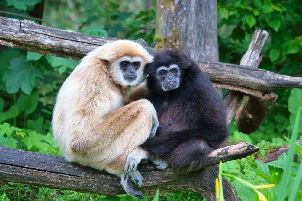 Top 10 Animals That Mate For Life