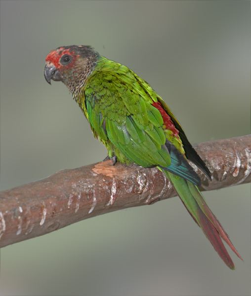 Painted parakeet