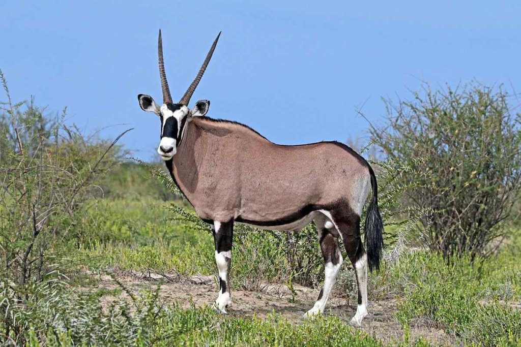 The Gemsbok Antelope