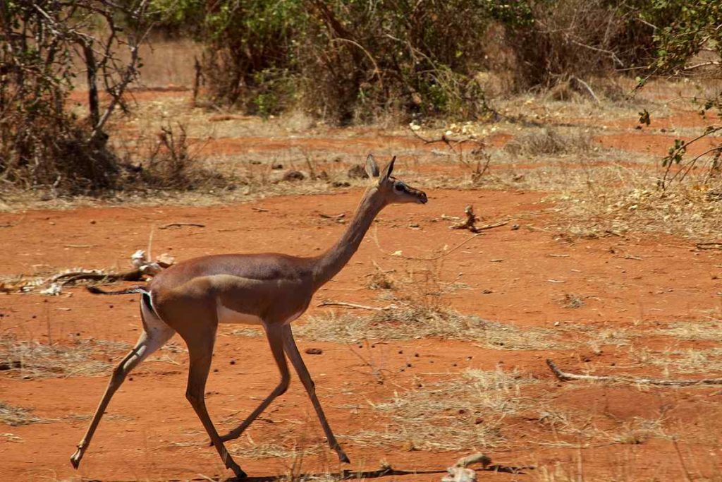 The Gerenuk Antelope