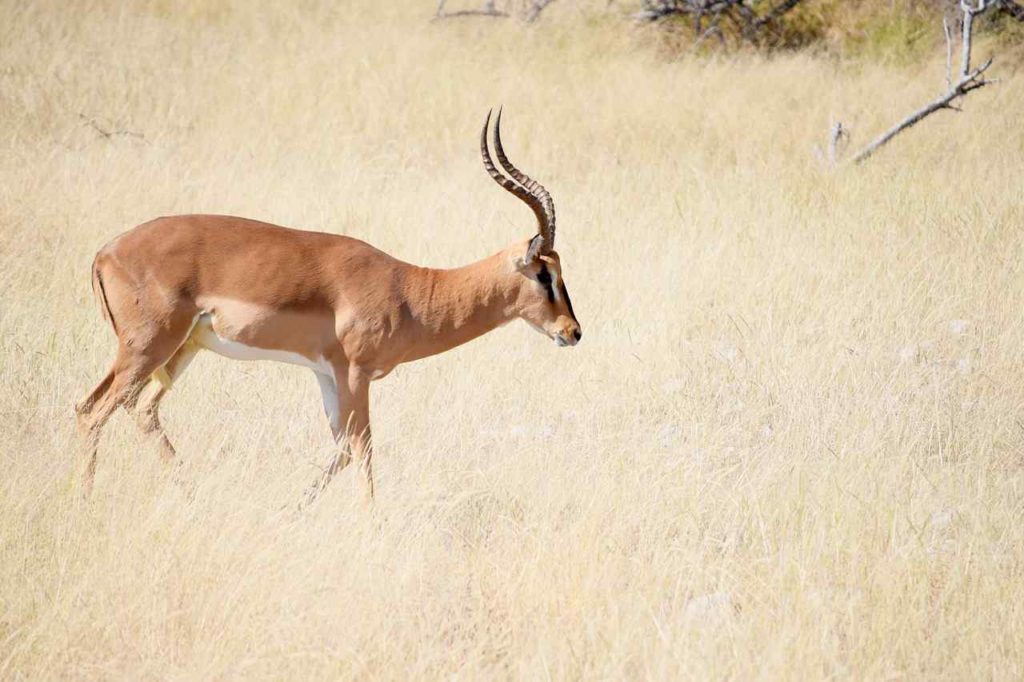 The Impala Antelope