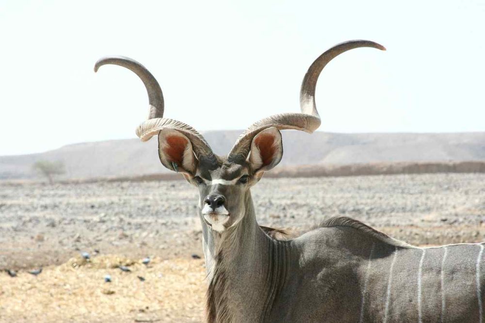 The Kudu Antelope