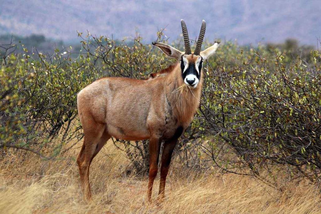 The Roan Antelopes