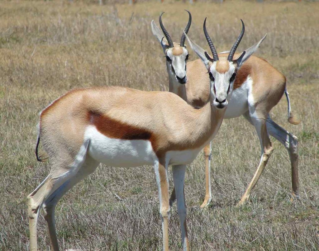 The Springbok Antelope