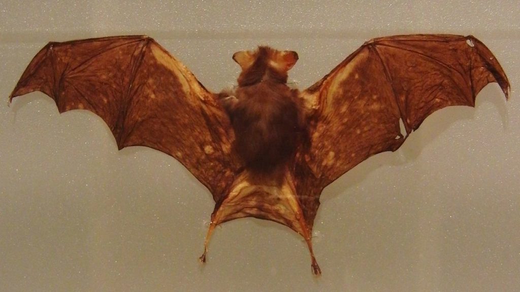 Kitti's Hog-Nosed Bat (Smallest Bat)