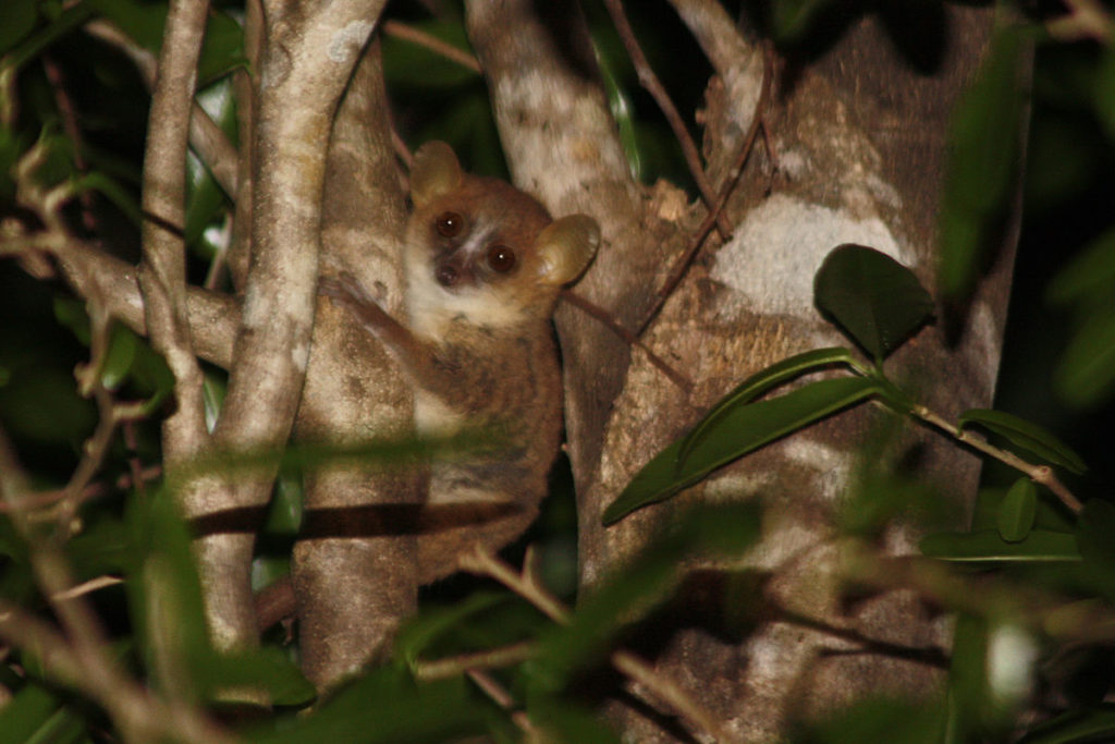 Madame Berthe's Mouse Lemur (Smallest Lemur)