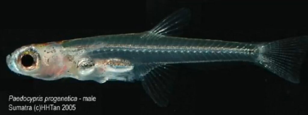 Paedocypris (Smallest Fish)