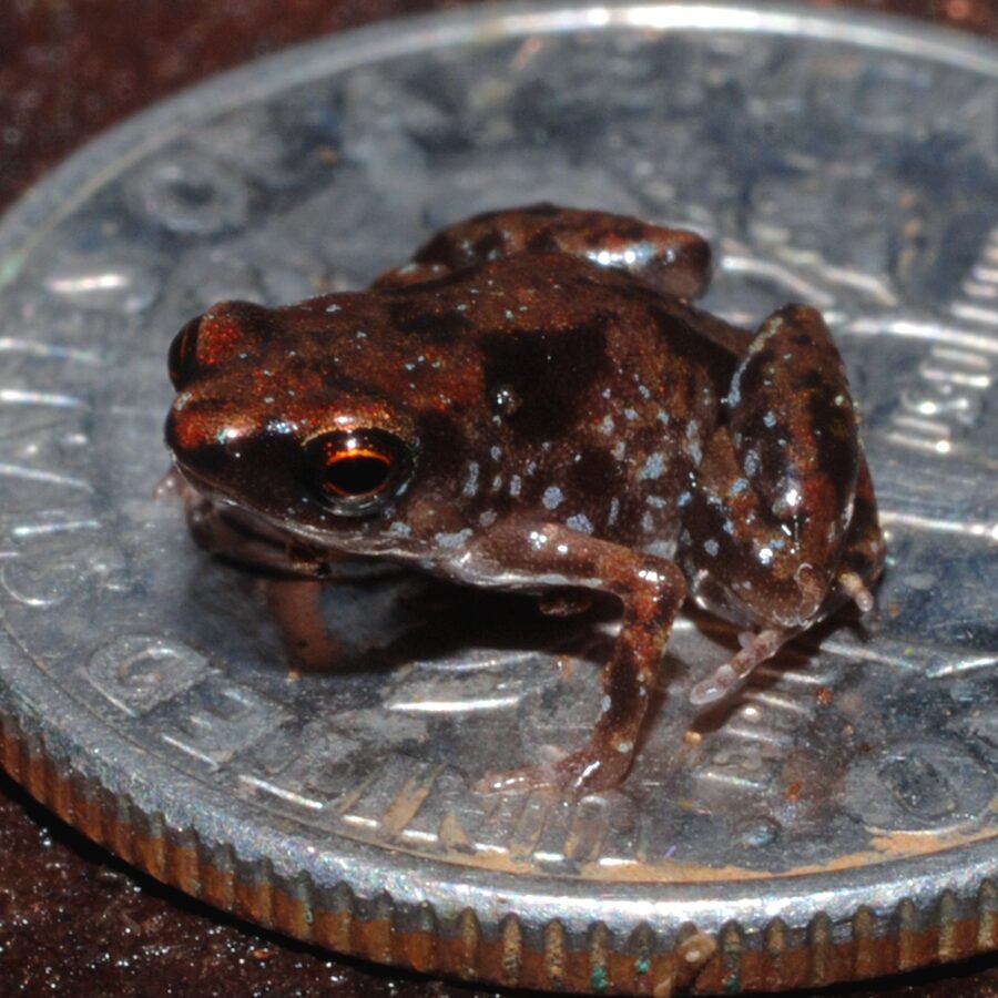 Top 12 Smallest Animals In The World