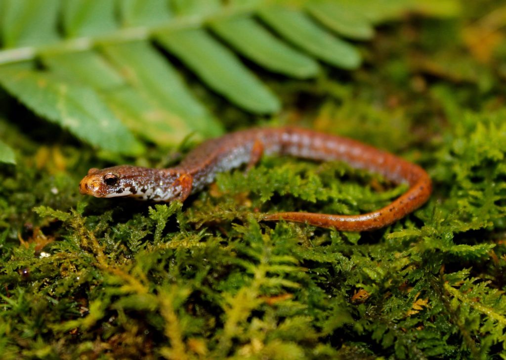 Thorius Arboreus (Smallest Salamander)