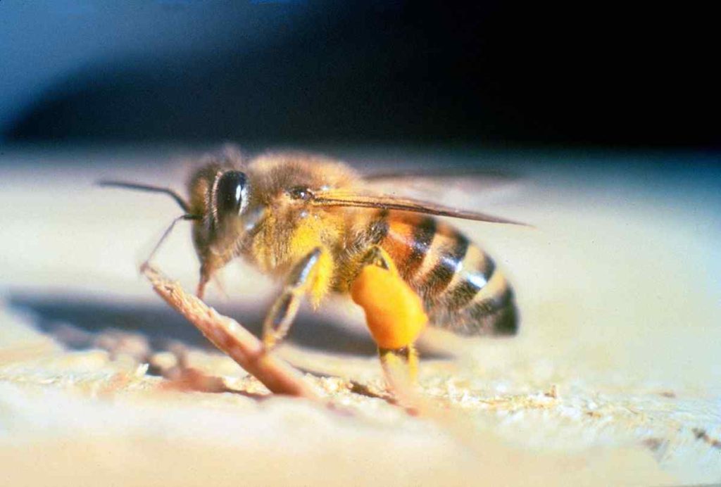 Africanised Honey Bees