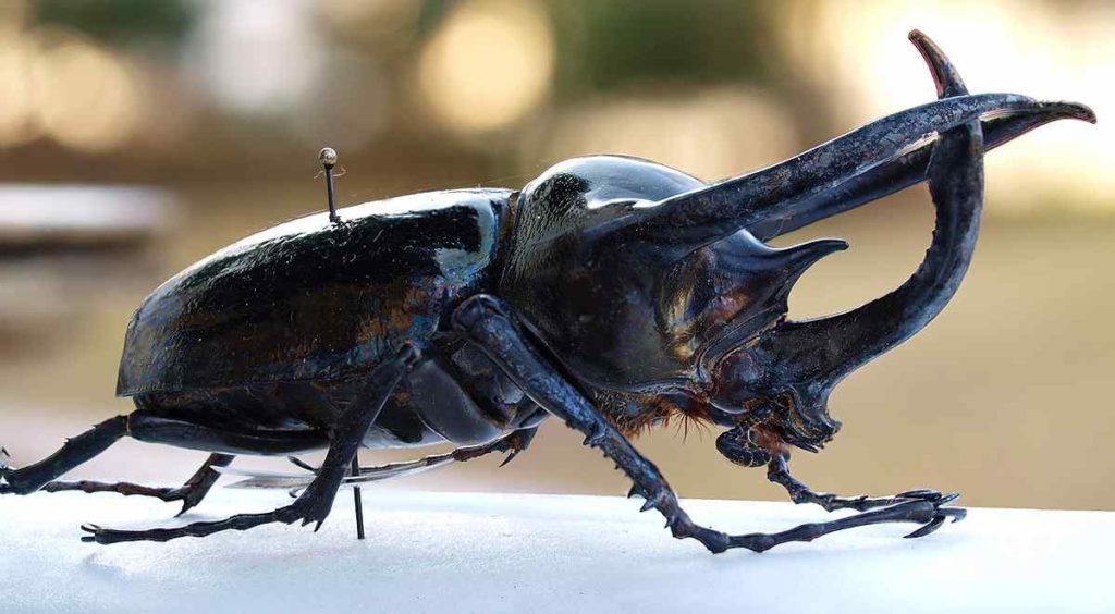 Male Atlas Beetle