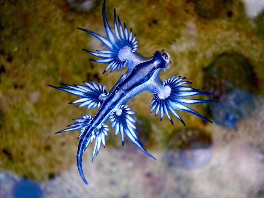 Blue Dragon Seaslug
