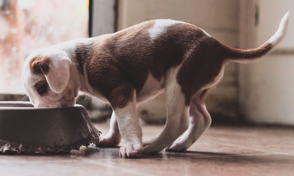 5 Best Blue Buffalo Puppy Food in 2022 - Reviews & Buying Guide