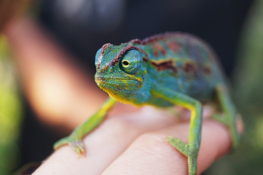 Want A Chameleon As A Pet?: Pros & Cons You Must Know