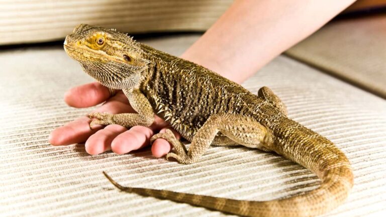 How to Care for Your Pet Bearded Dragon?