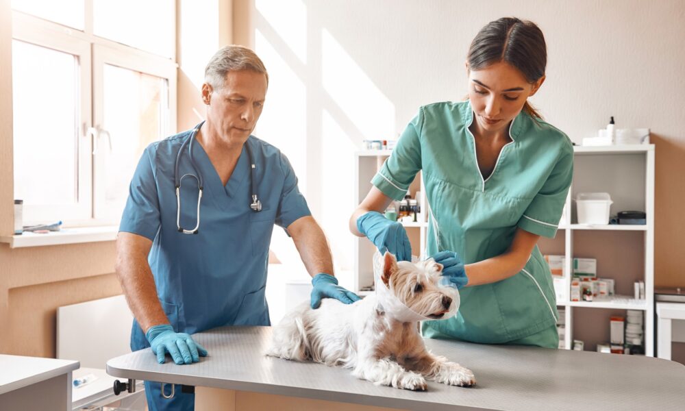 6 Biggest Animal Hospitals In The World
