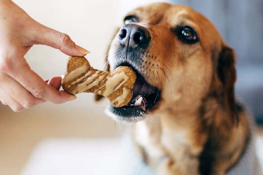 Best Gluten Free Treat For Your Pet