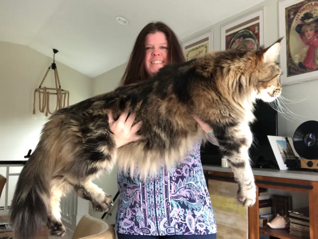 How Big Can Maine Coons Get?