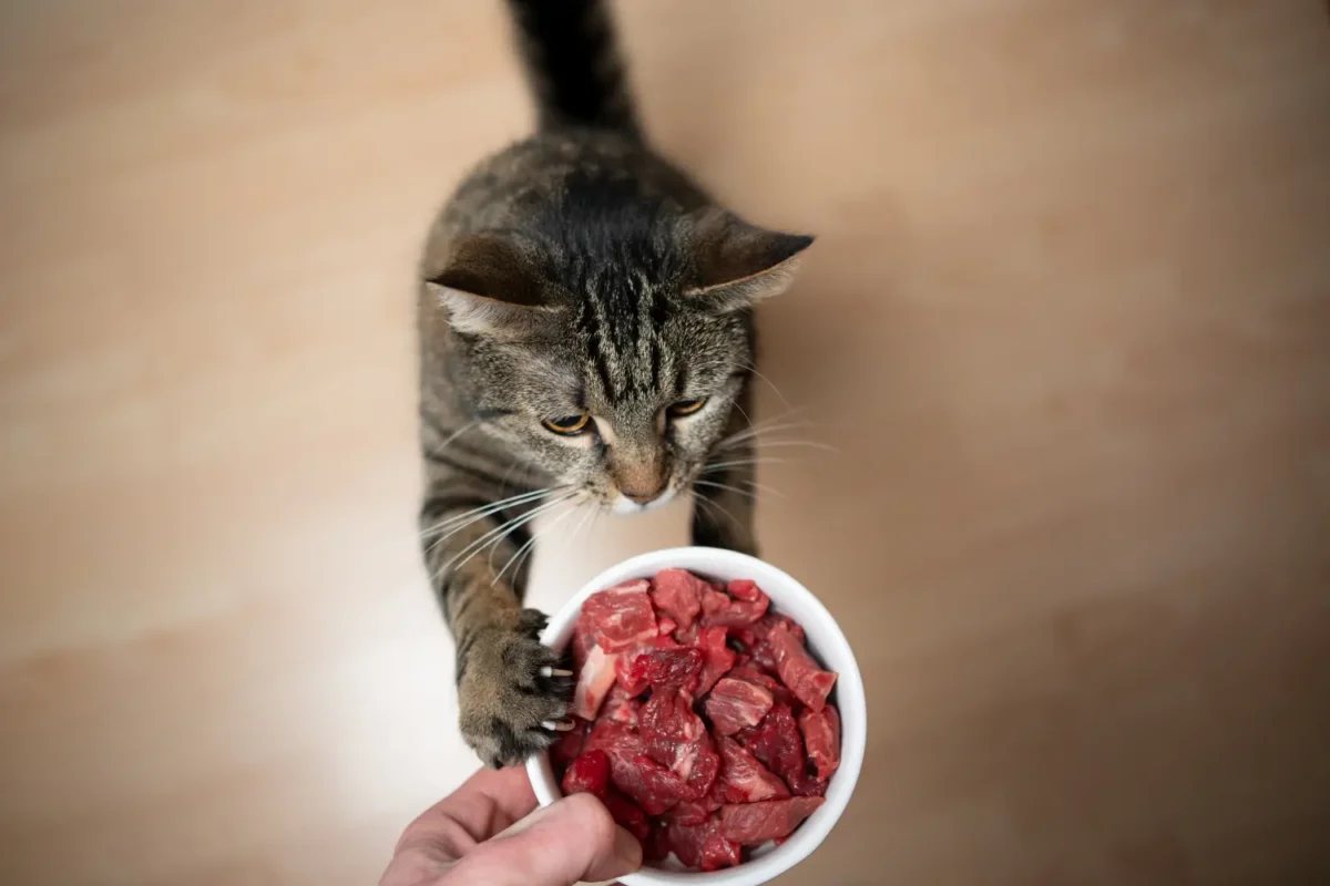 Кошка ест. Кот лакомится едой. Кот на диете.